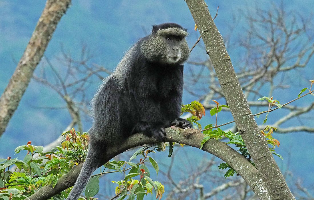 blue monkey mountain elgon
