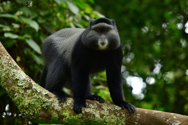 in the wlderness of bwindi impenetrable national park