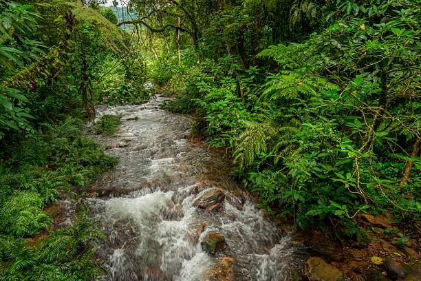 bwindi impenetrable national park (3)