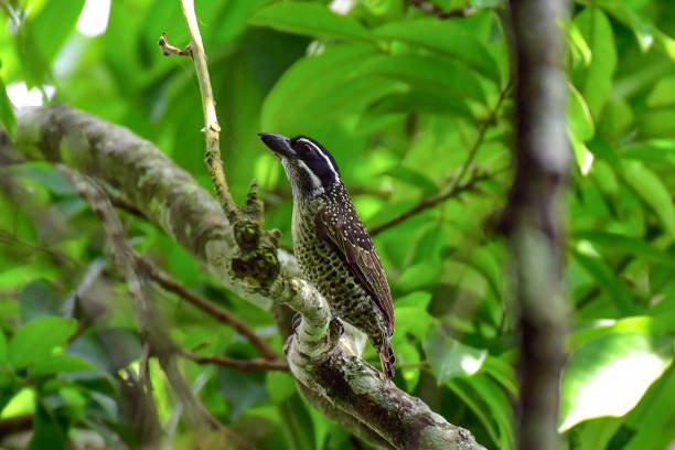 on a tall rainforest tree