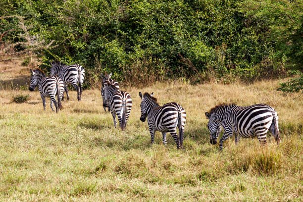 plain zebra herd at wild