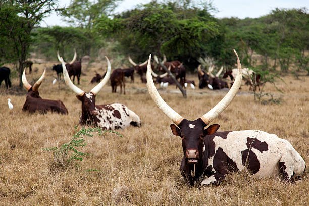 lake mburo national park (3)