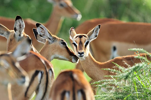 lake mburo national park (4)