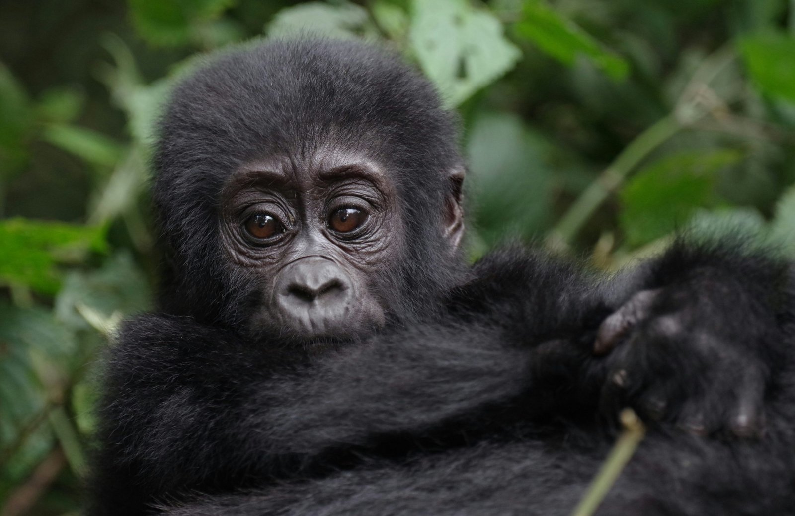 mountain gorilla