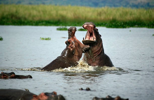 murchison falls national park (1)