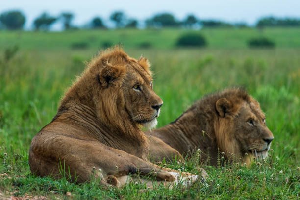 murchison falls national park (13)