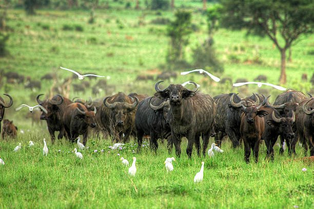 african buffalos in the murchison falls national park, uganda.