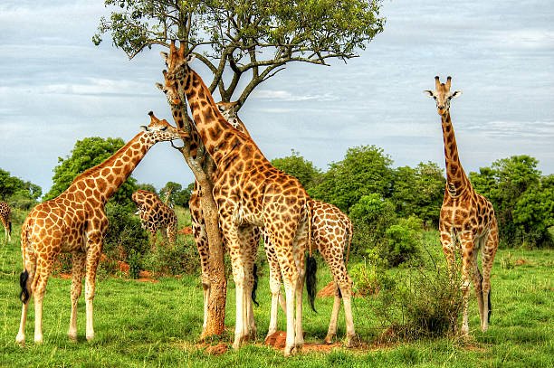 the endangered rothschild giraffes of murchison falls national park, uganda.