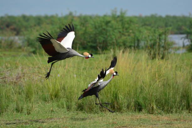 in the wilderness of murchison falls national park