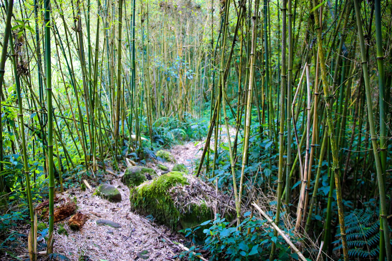 rwenzori mountain bamboo