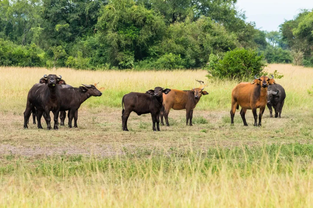 semuliki forest buffaloes