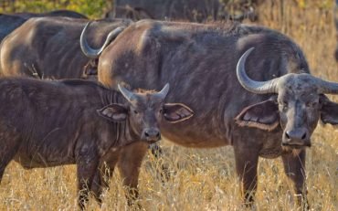 african buffalo mt. elgon