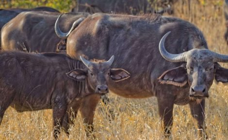 african buffalo mt. elgon