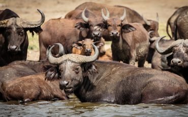 african buffaloes in queen elizabeth np