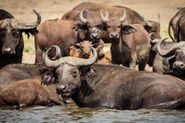african buffaloes in queen elizabeth np
