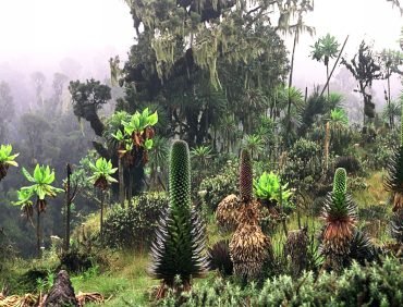 afro alpine moorland