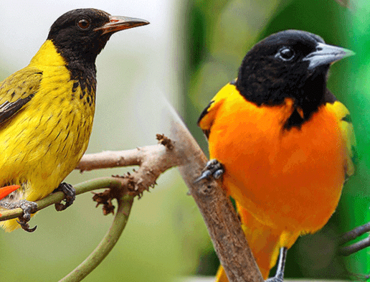 birds of kidepo valley national park