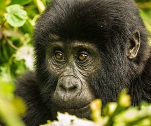bwindi impenetrable national park (1)