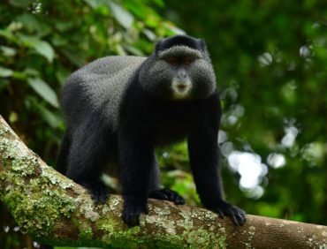 in the wlderness of bwindi impenetrable national park
