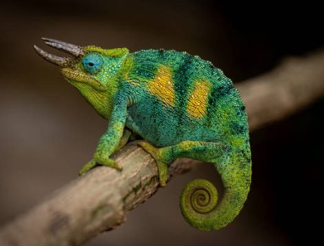 bwindi impenetrable national park (19)