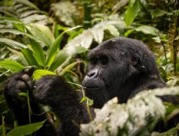 bwindi impenetrable national park (20)