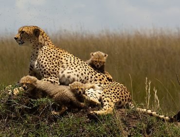 cheetahs in kidepo