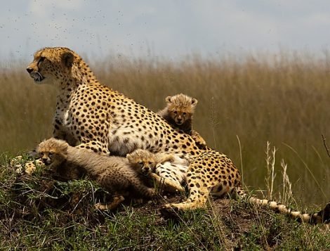 cheetahs in kidepo