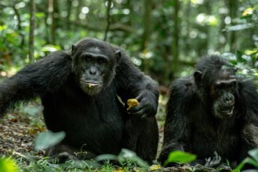 chimpanzees