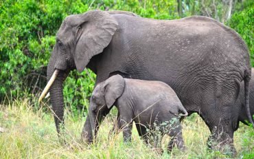 elephants in queen elizabeth np