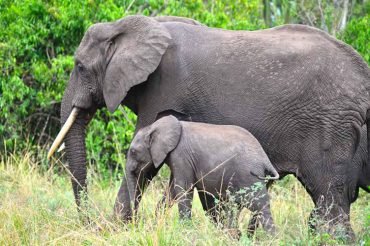 elephants in queen elizabeth np