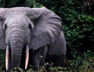 forest elephants in bwindi forest