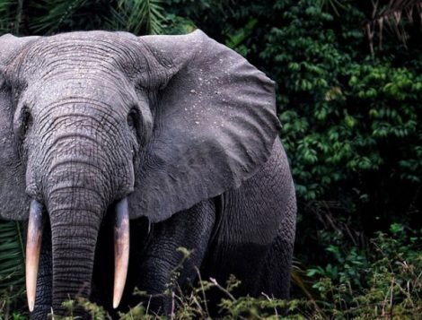 forest elephants in bwindi forest