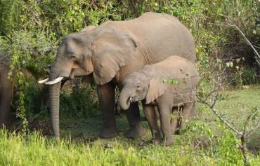 forest elephants in mountain elgon national park