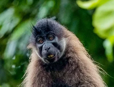 grey cheeked mangabeys