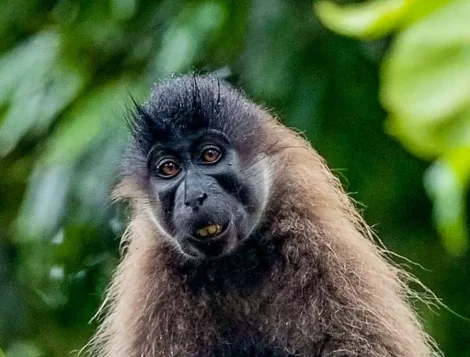 grey cheeked mangabeys