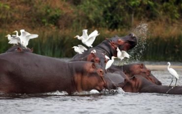 hippos at kazinga channel