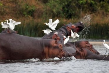 hippos at kazinga channel
