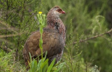 jackson's francolin mt. elgon