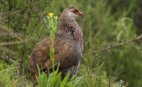 jackson's francolin mt. elgon