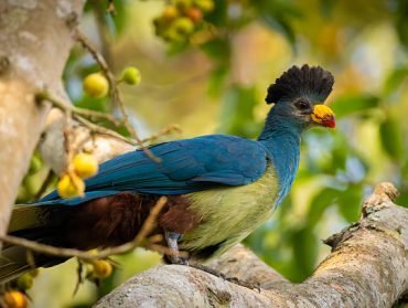 kibale forest national park (10)