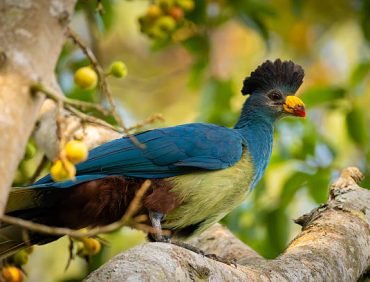 kibale forest national park (10)