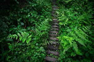 kibale forest national park (2)