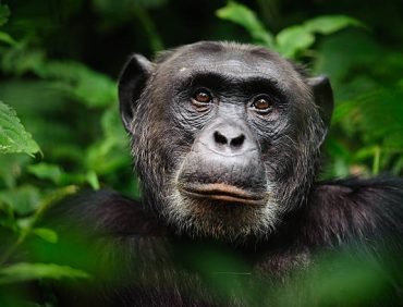 kibale forest national park (3)