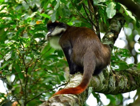 on a tall rainforest tree