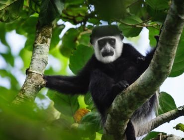 kibale forest national park (9)