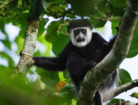 kibale forest national park (9)