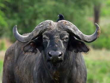 in the wilderness of kidepo valley national park, northern uganda