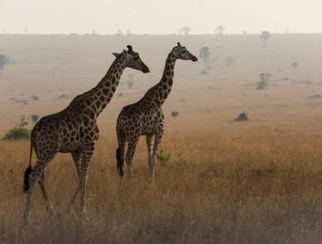 giraffa camelopardalis rothschildi