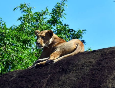 in the wilderness of murchison falls national park