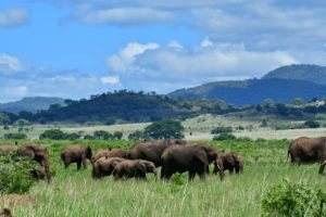 in the wilderness of queen elizabeth national park